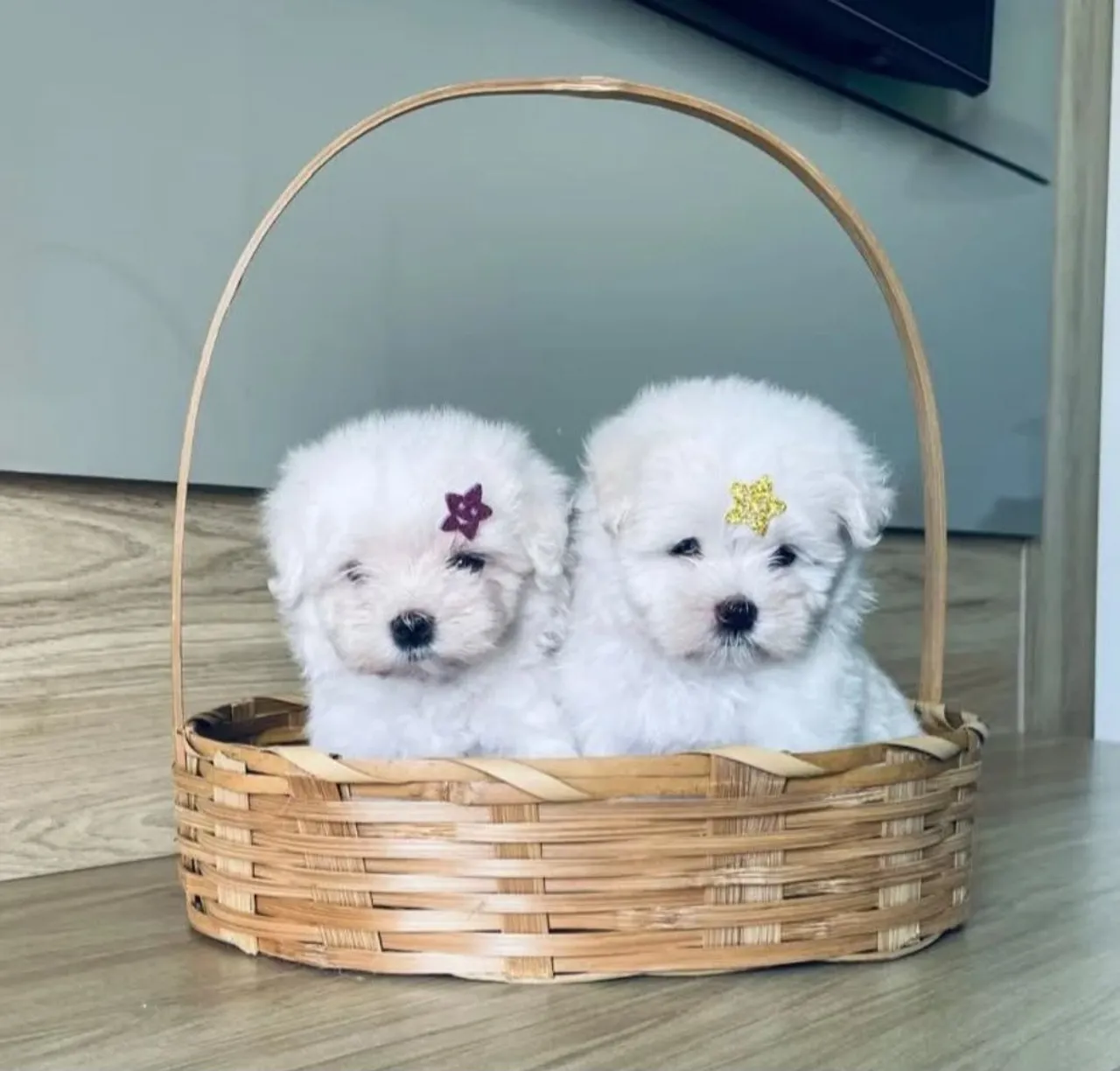 Maltês Terrier Micro Legítimos é Aqui