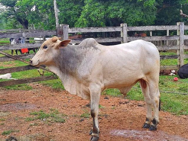 Boi nelore tenho interesse  em troca