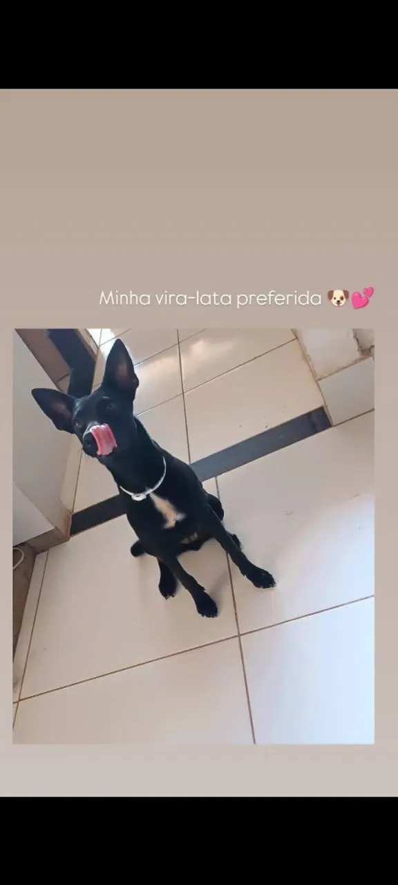 Cachorro Vira-Lata - Amigo Leal e Carinhoso