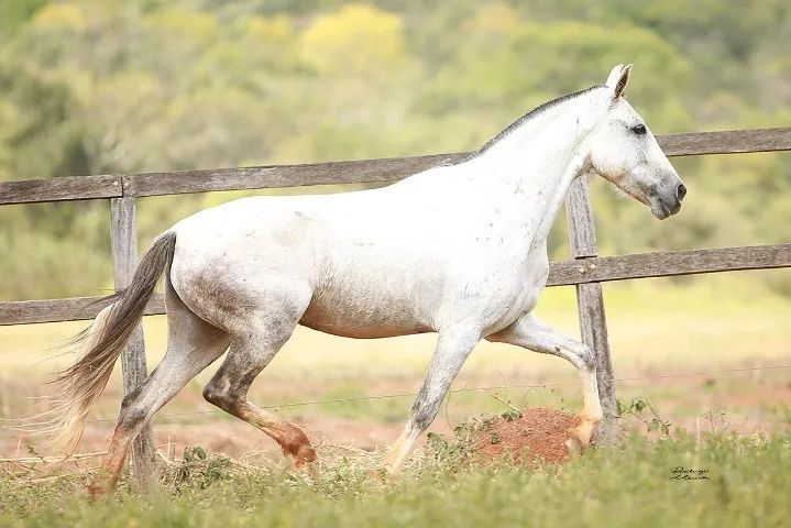 Barbada... Éguas Mangalarga Marchador, puro sangue e alta genética-Parcelamos. - Foto 3