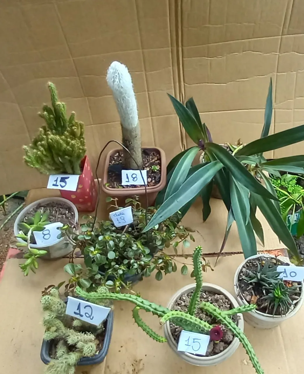 Planta