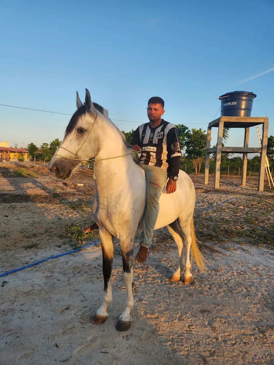 Cavalo Campolina com Papel - Foto 4