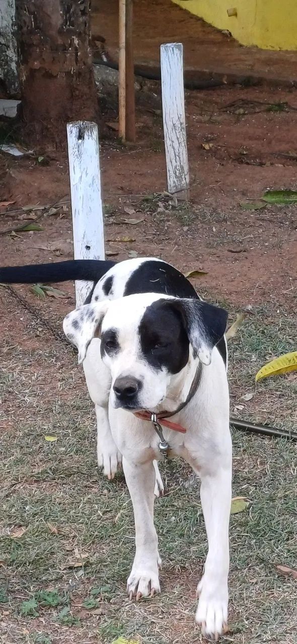 Cão adorável para adoção - Foto 3