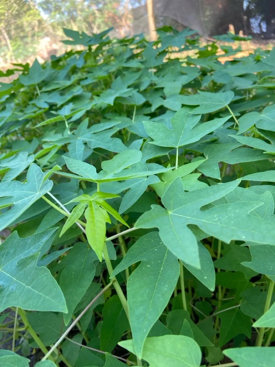 Mudas de Mamão - Foto 3