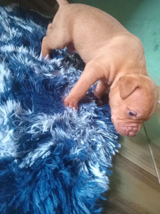 Pitmonster pra vender - Foto 2