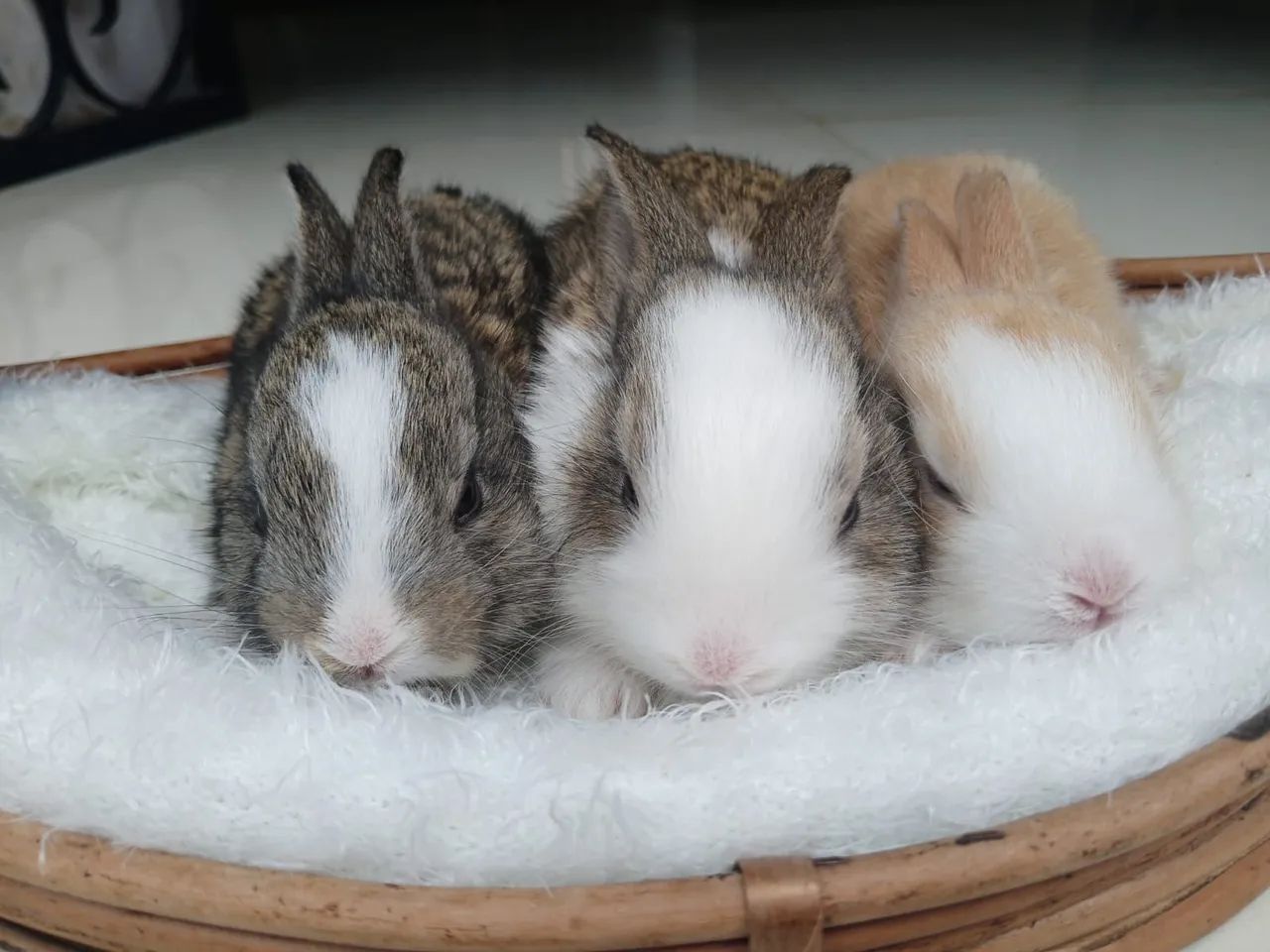 Lindos Coelhinhos  - Foto 5