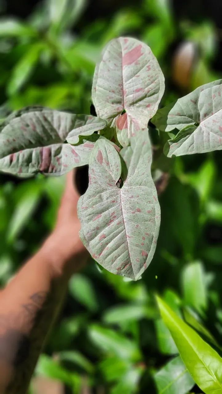 Syngonium Confetii - Planta rara