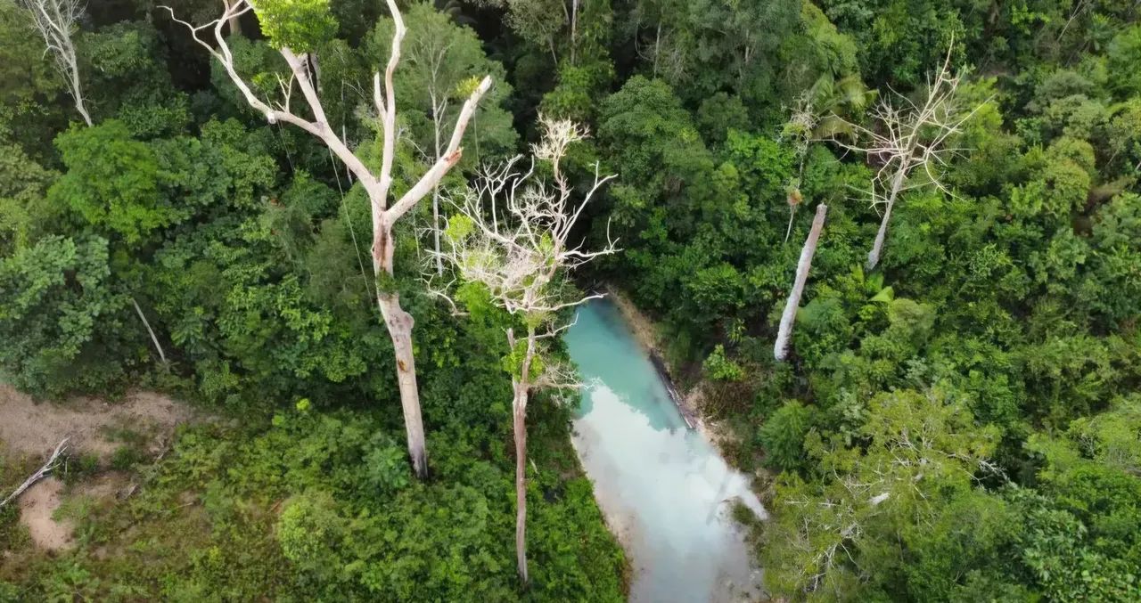 Sítio 25 Hectares com Casa e Piscina - Árvores Frutíferas - Foto 4