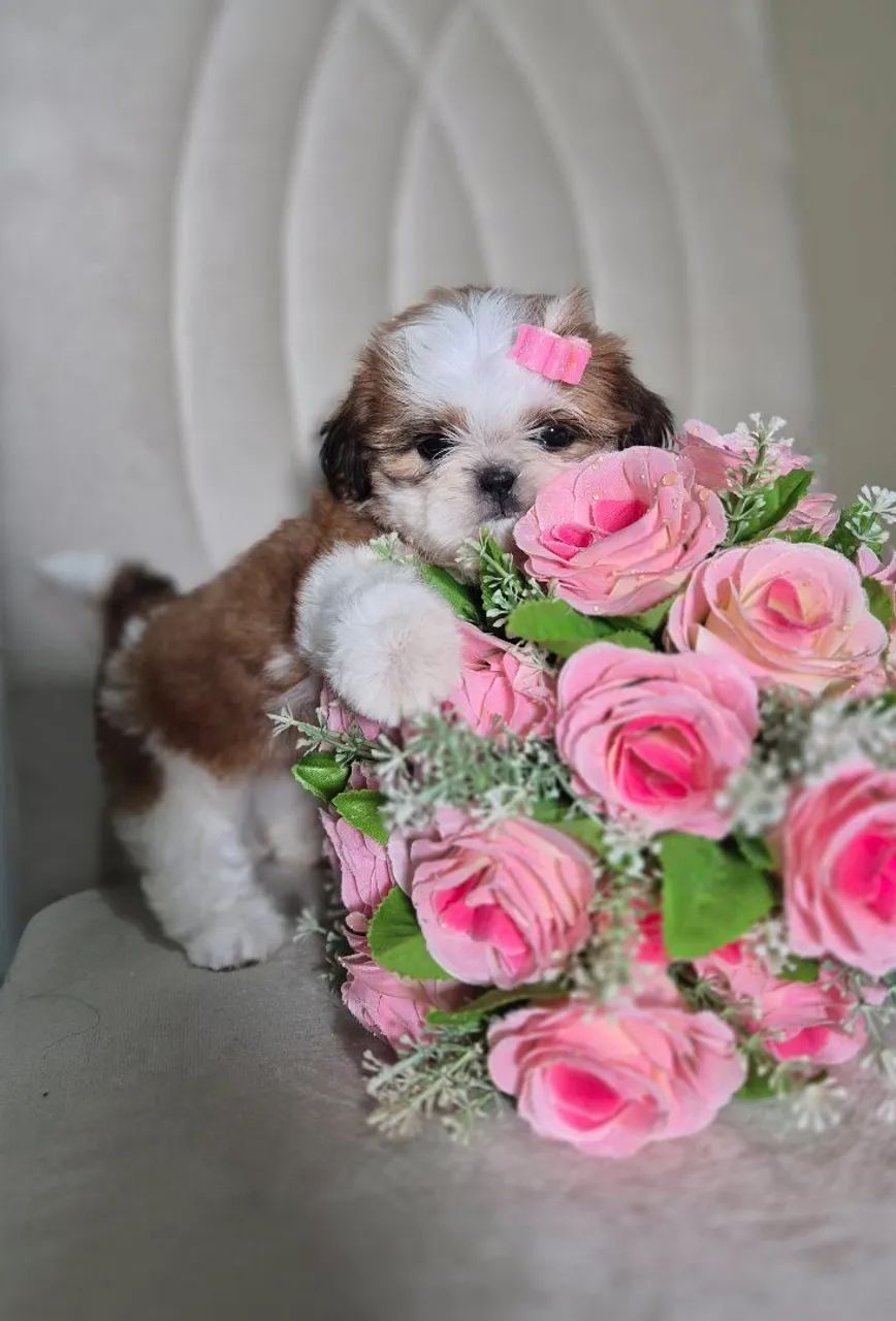 Filhote de Shih tzu