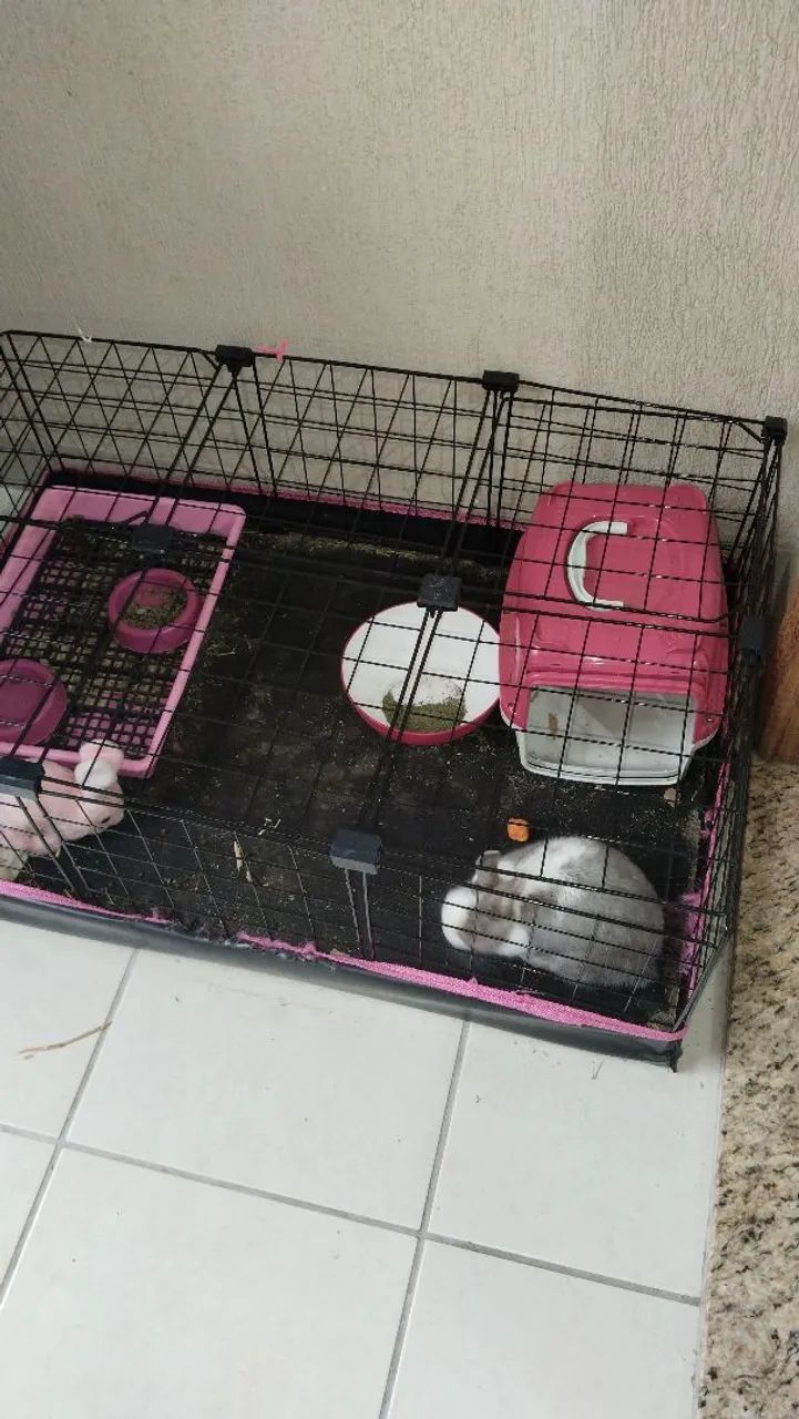 Coelho Netherlands  - Foto 2