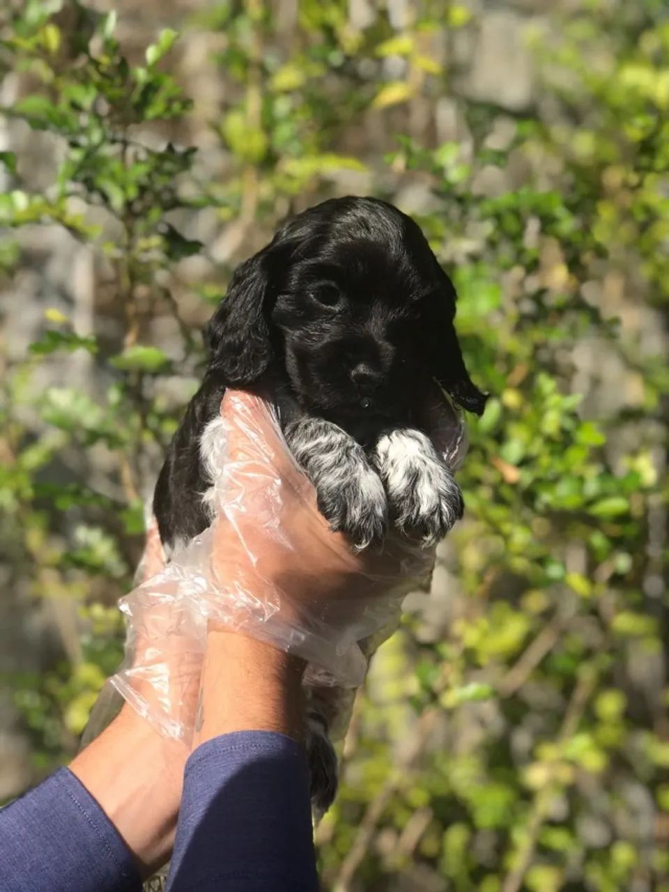 Cocker Spaniel ingles pronta entrega  - Foto 4