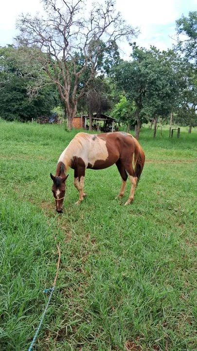 Cavalo pampa  - Foto 3