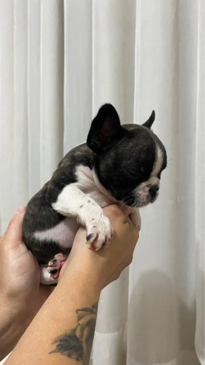 Filhote de Bulldog Francês macho