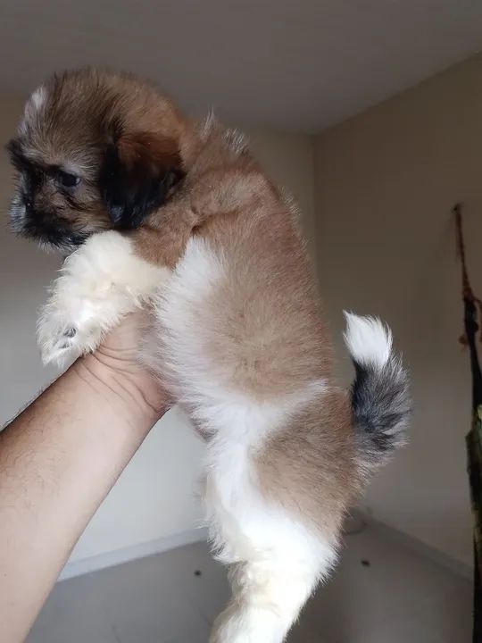 Filhote de Shih Tzu - Fêmea  - Foto 2