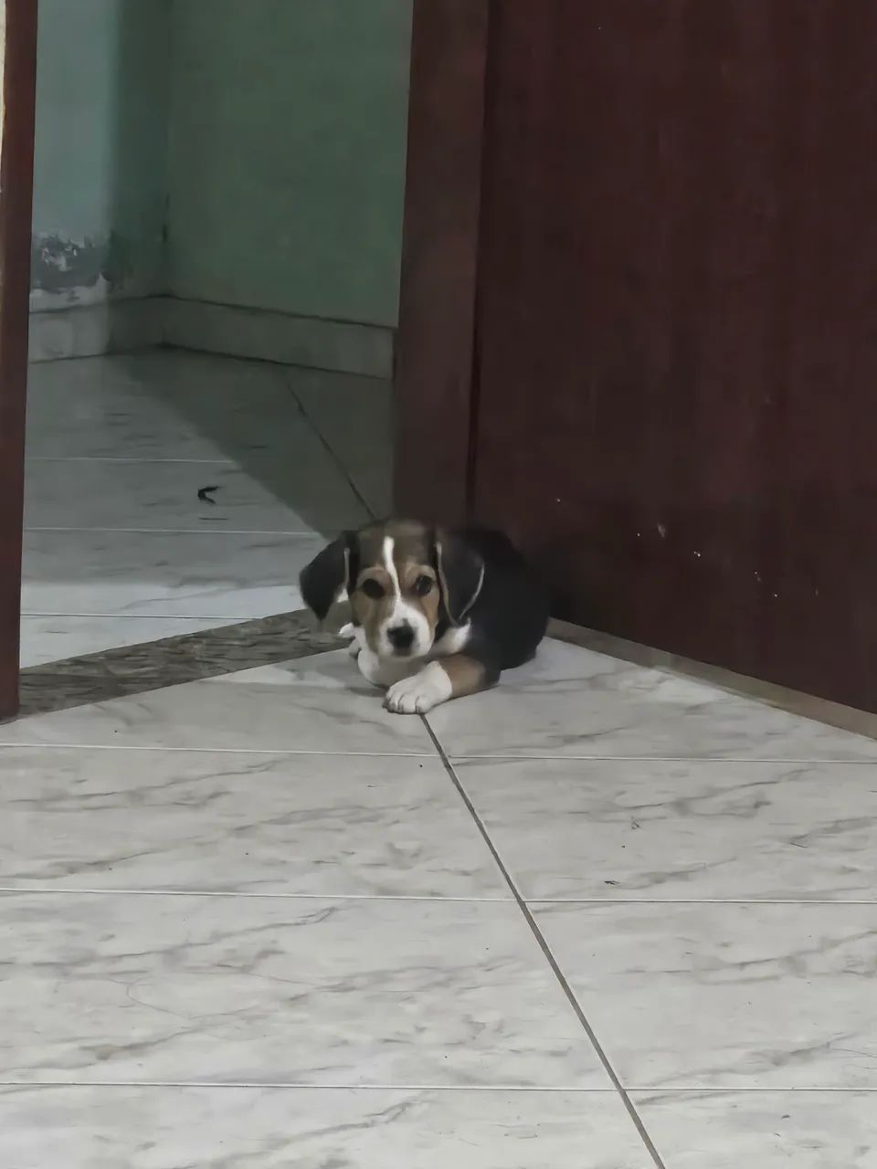 Filhote Beagle