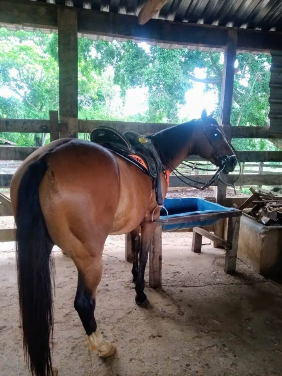 Cavalo qm  - Foto 2
