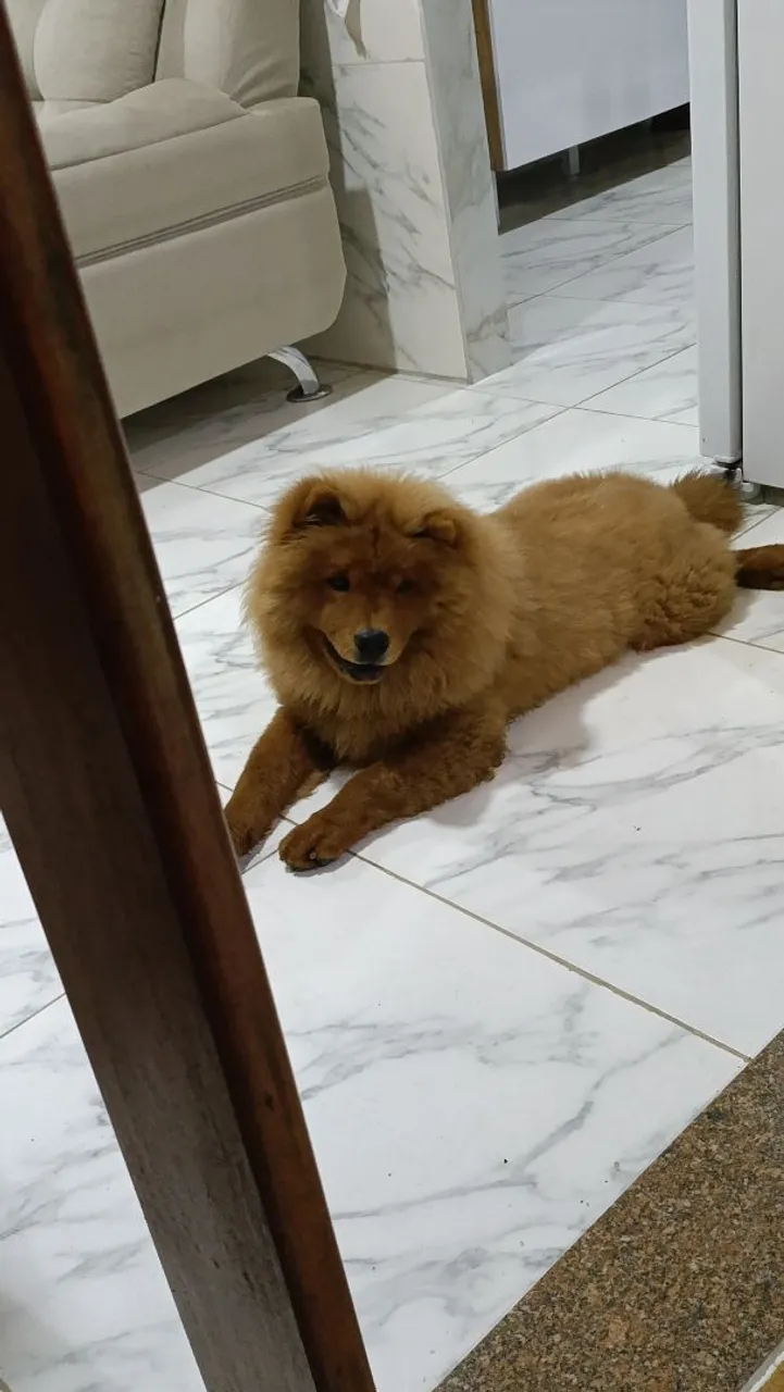 Chow-Chow Macho Para Venda
