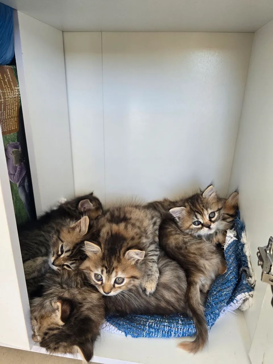 Vendo filhotes de gato persa - Foto 3