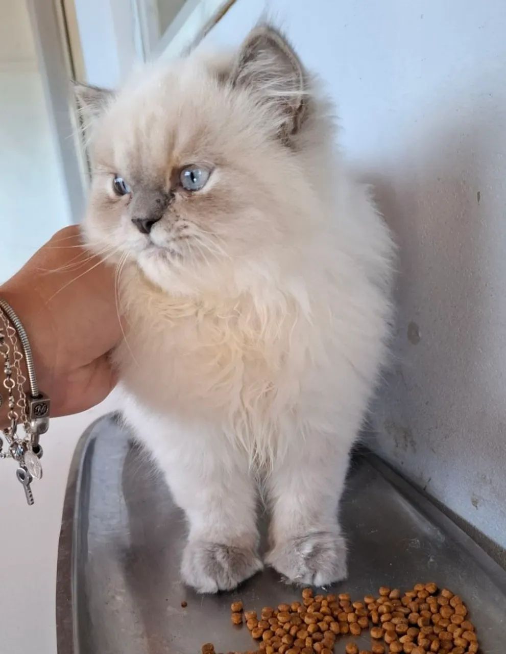 Gatinho persa exótico espetacular  - Foto 3