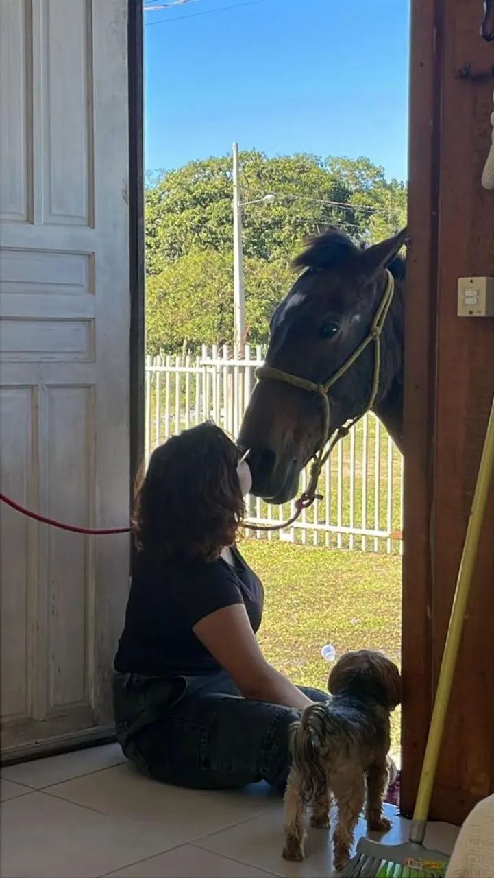 Egua castanha mansa limpa de lesões  - Foto 2