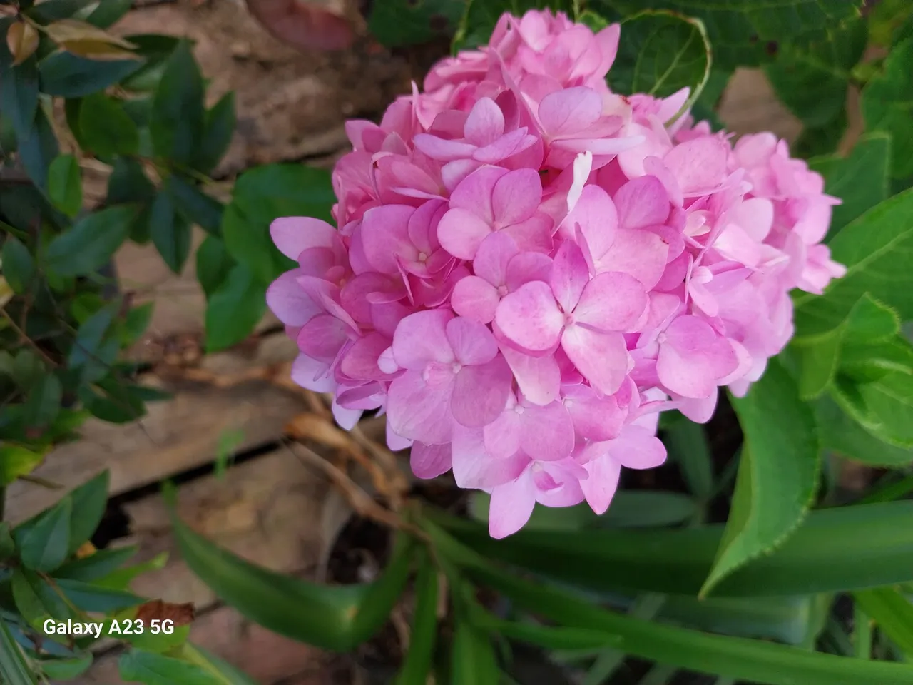 Viveiro Bella Flor