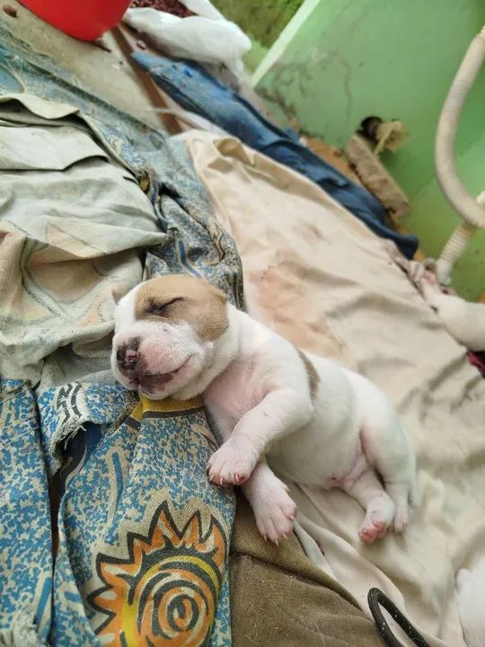 Filhote de Pitbull com Dogo Argentino  - Foto 2