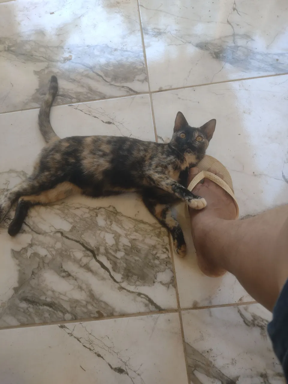 Gatinha Tortie Linda e Carinhosa