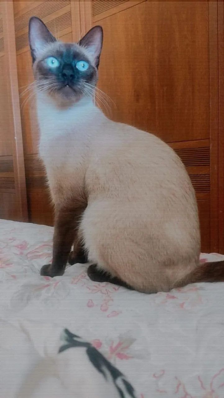 Gatos doação  - Foto 4