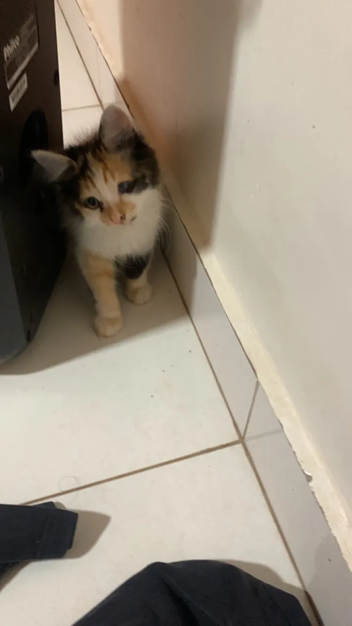 Gatinha para adoção 