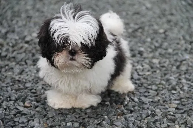 Filhote de shih tzu