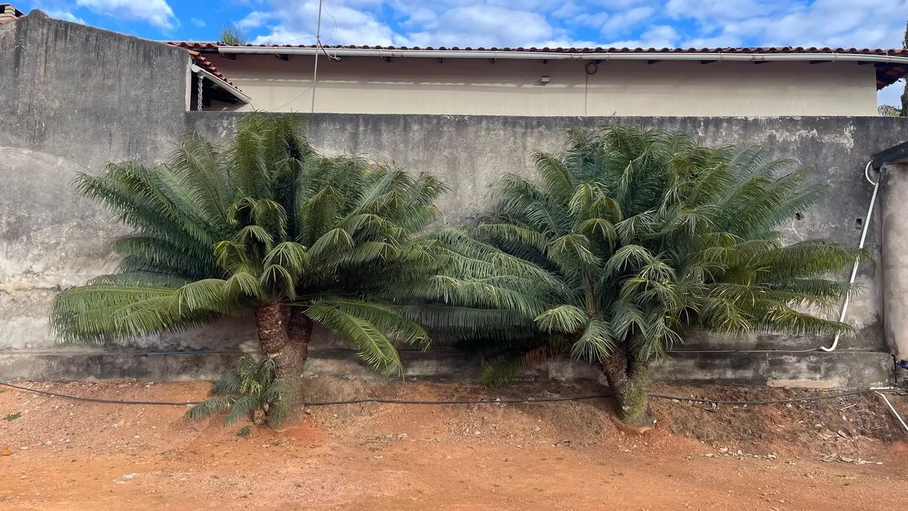 Cycas Circinalis Adultas Mais Bonitas da OLX - Foto 2