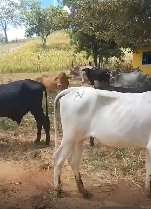 Vendo bezerros e bezerras - Foto 2