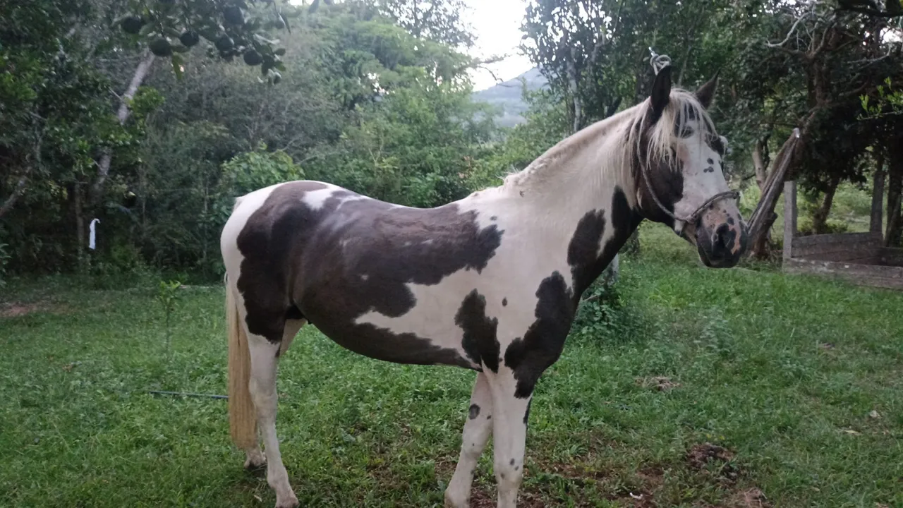 Cavalo inteiro e 2 éguas