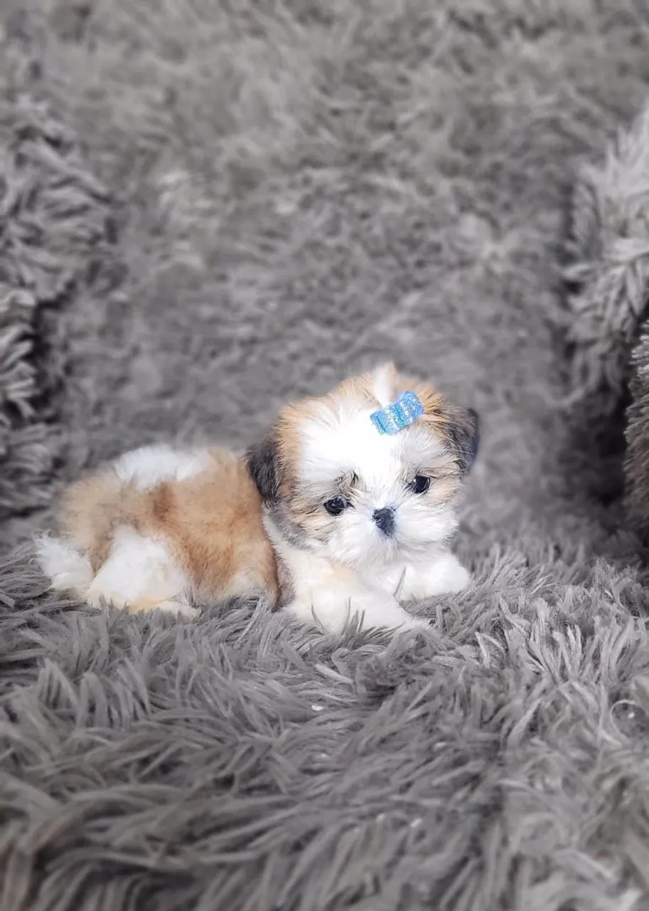 Shih Tzu com pedigree 