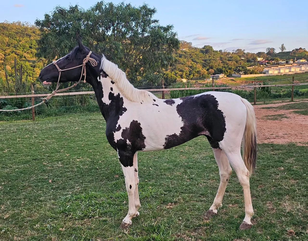 Cavalo Mangalarga Pampa  - Foto 4