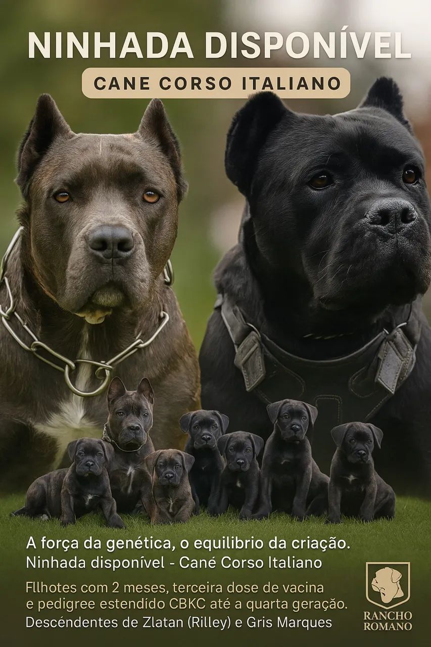 Ninhada disponível - Cane Corso Italiano 