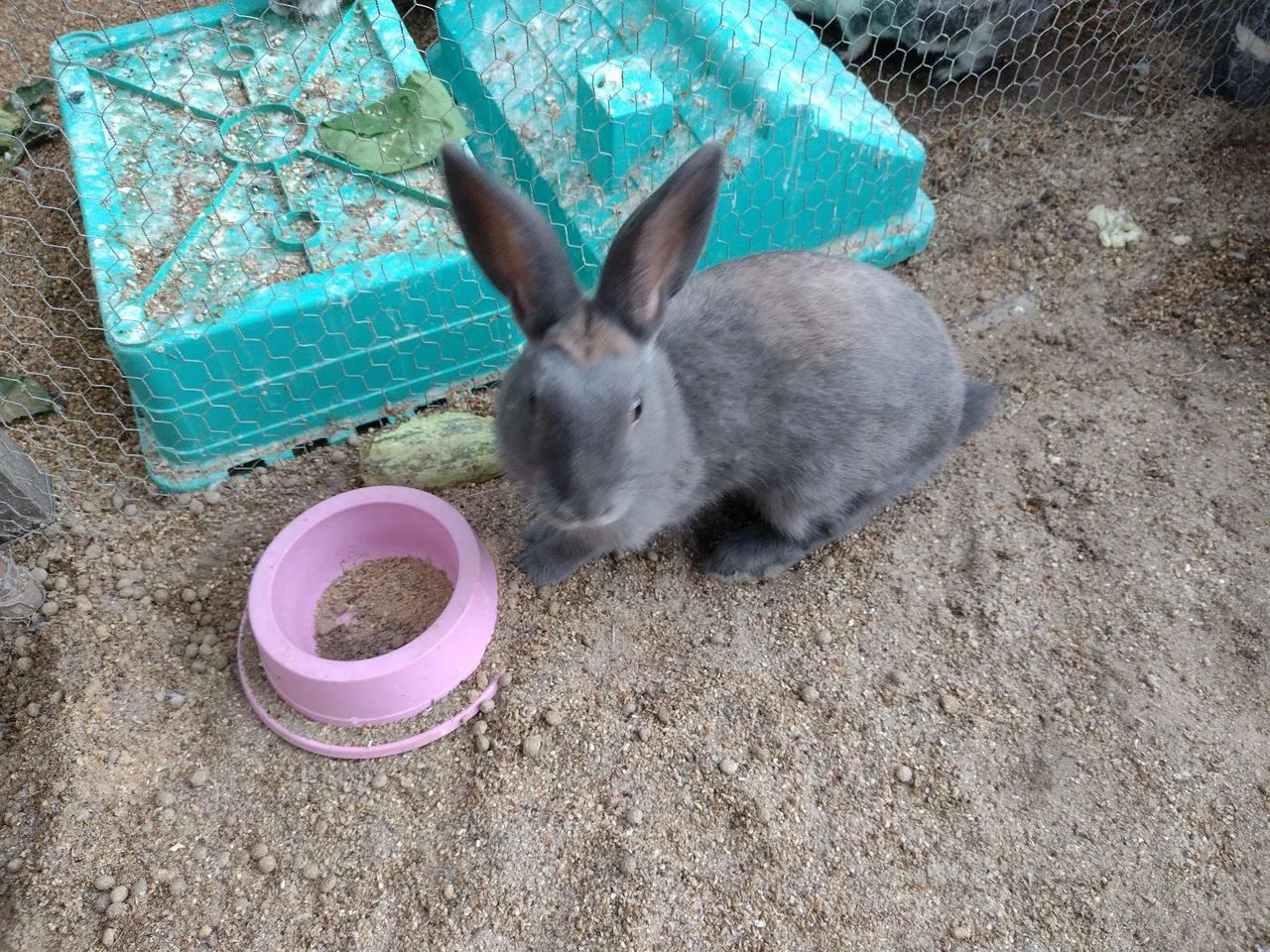 Coelho macho pequeno 4 meses nasceu dia 15/11 