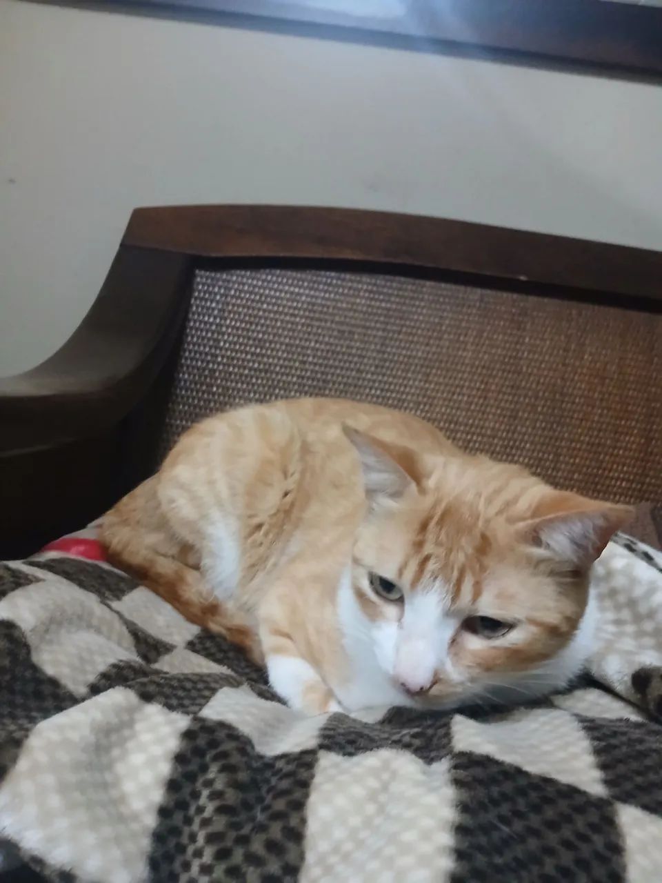 Gato para adoção 