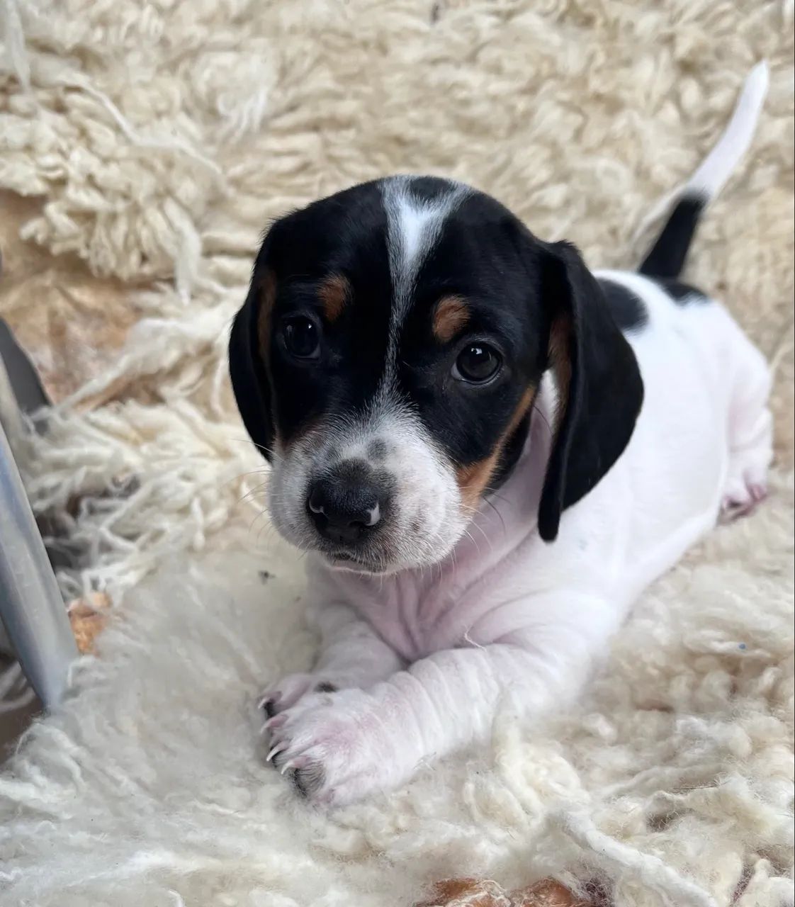 Filhotes dachshund (Machos)  - Foto 3