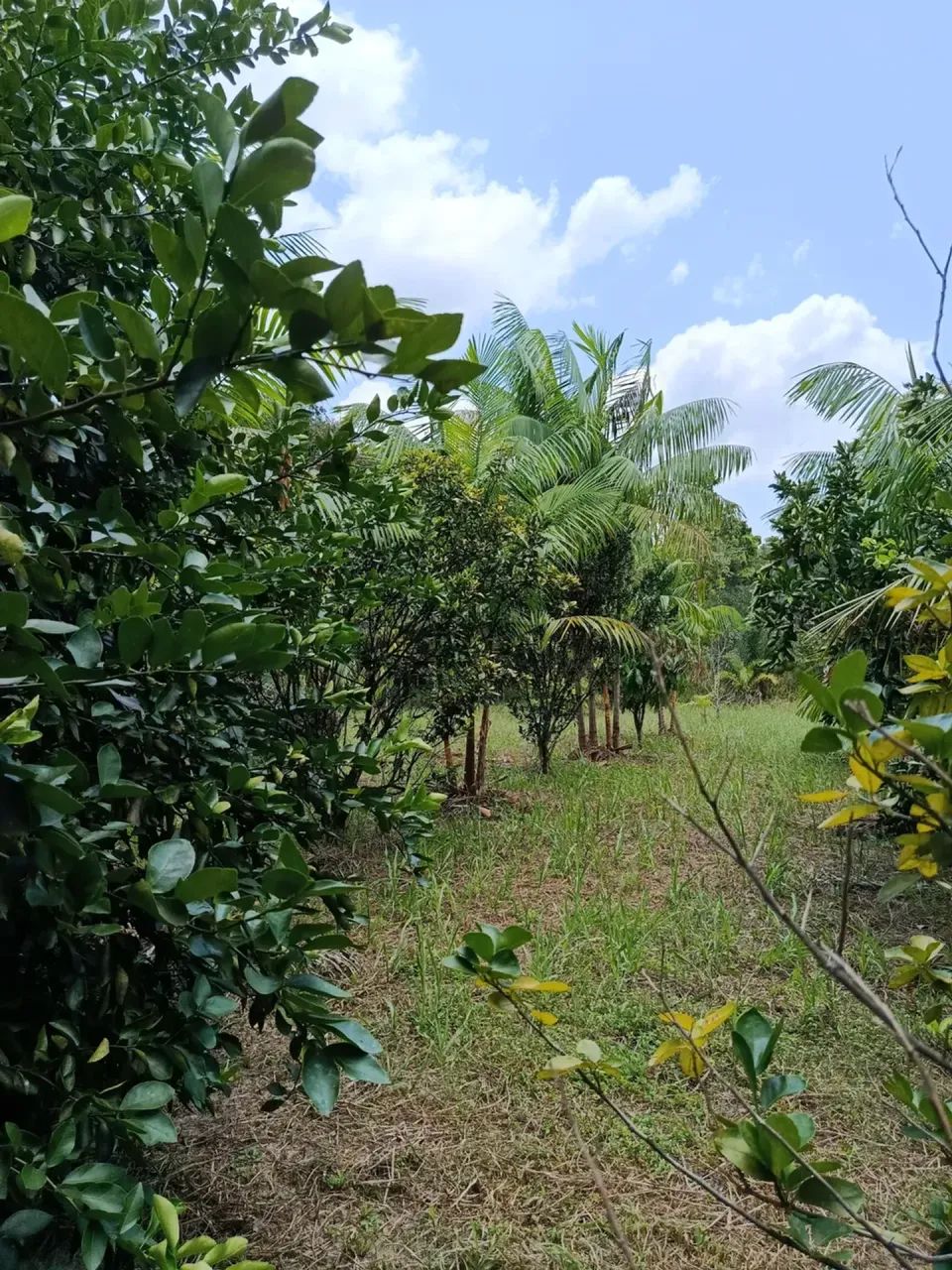 Fazenda em Magalhães Barata - Foto 4