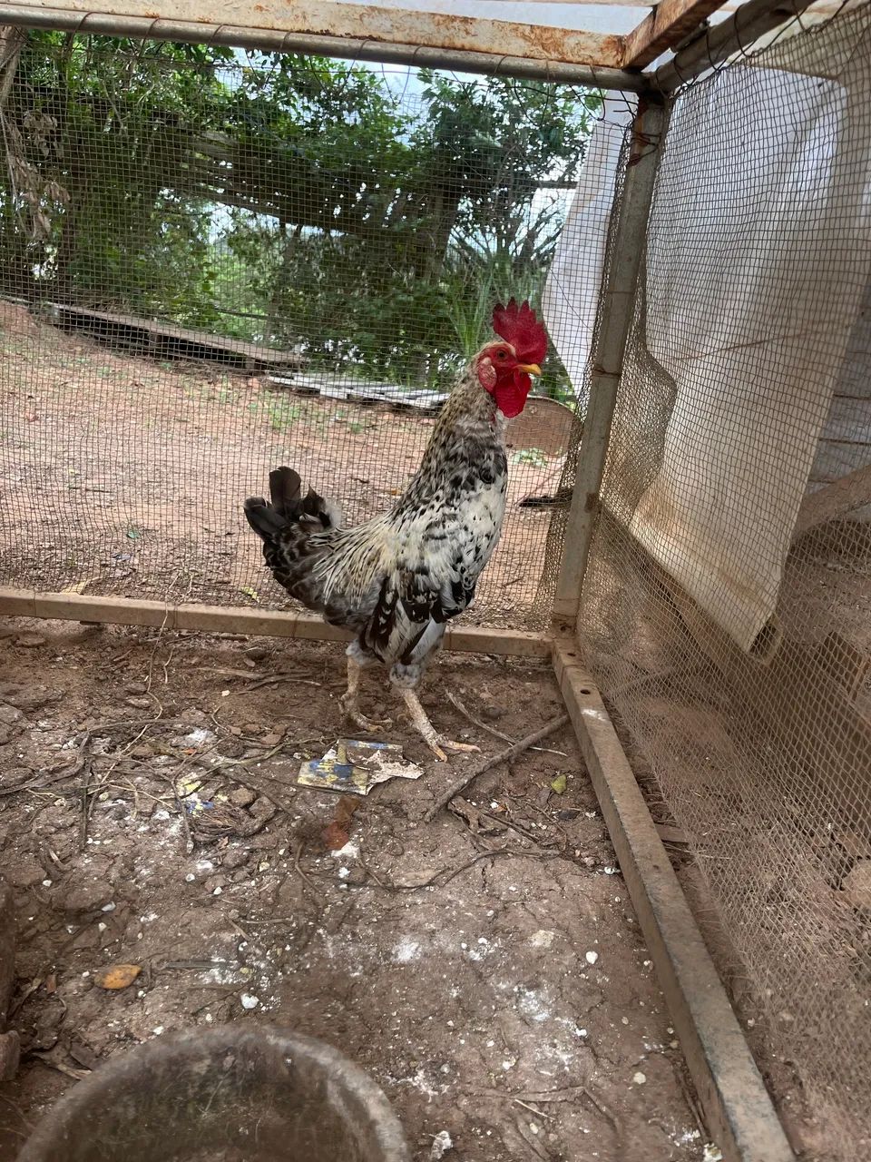 Vende se galinhas  - Foto 3