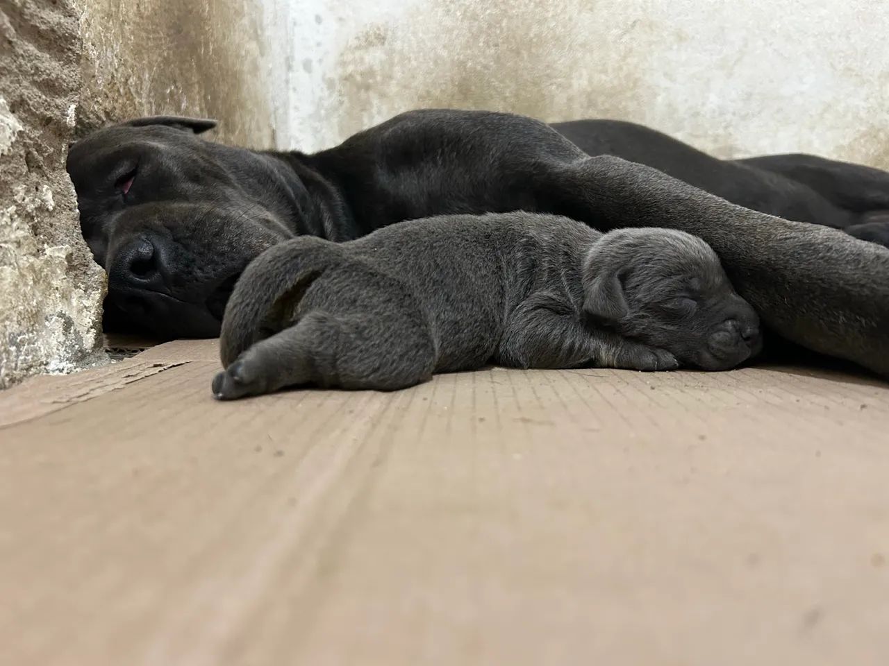 Filhotes de Cane Corso 