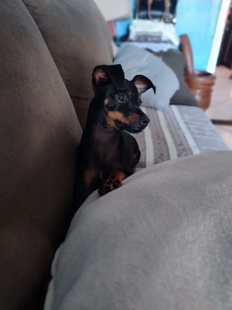 Promoção!Lindo pinscher nº 01   6 meses 999  - Foto 2