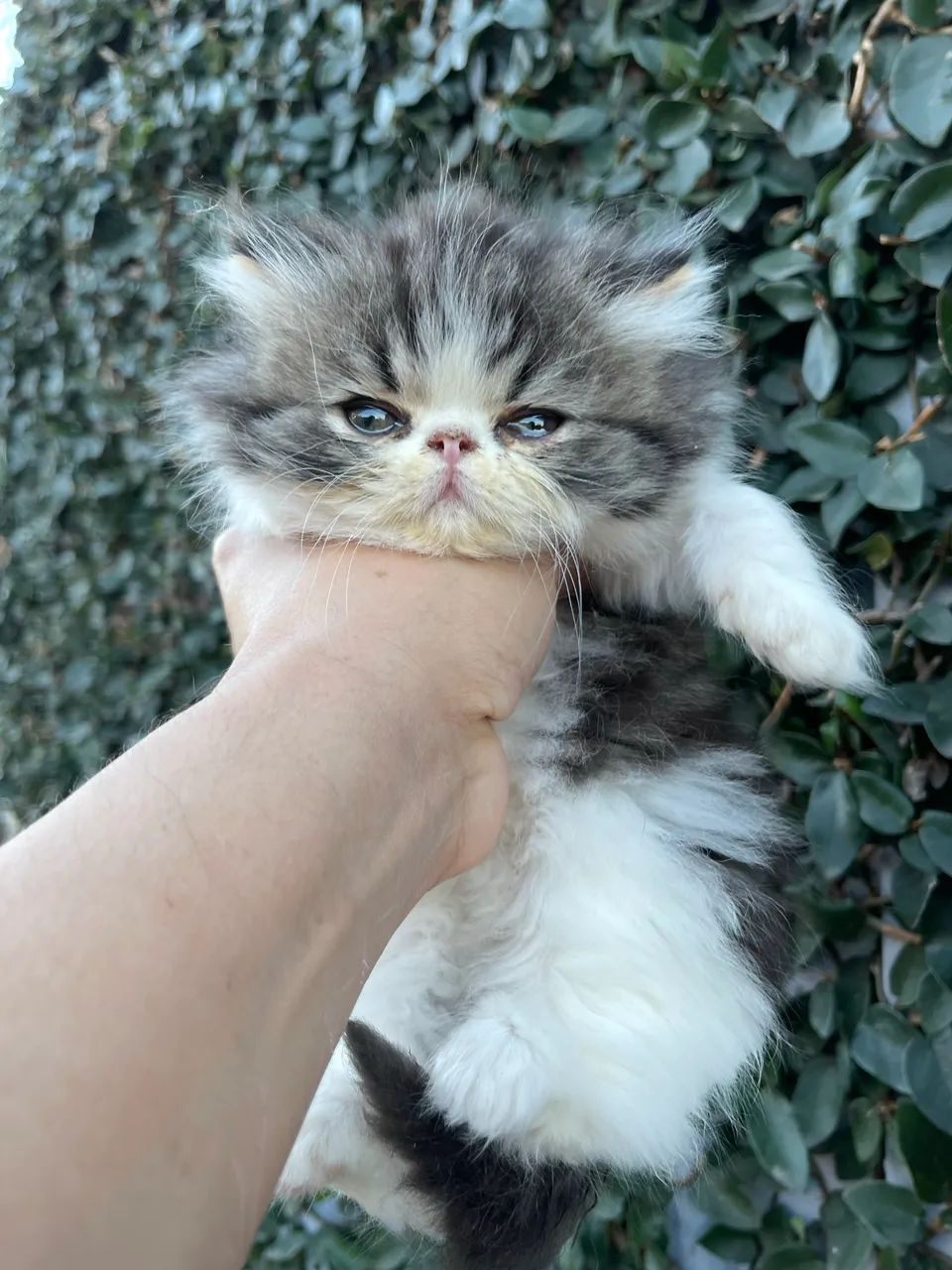 Gato Persa brown mackerel tabby &white - Foto 2