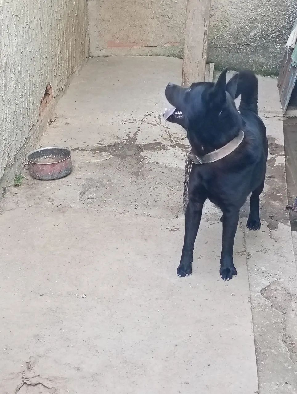 Doando cachorro 