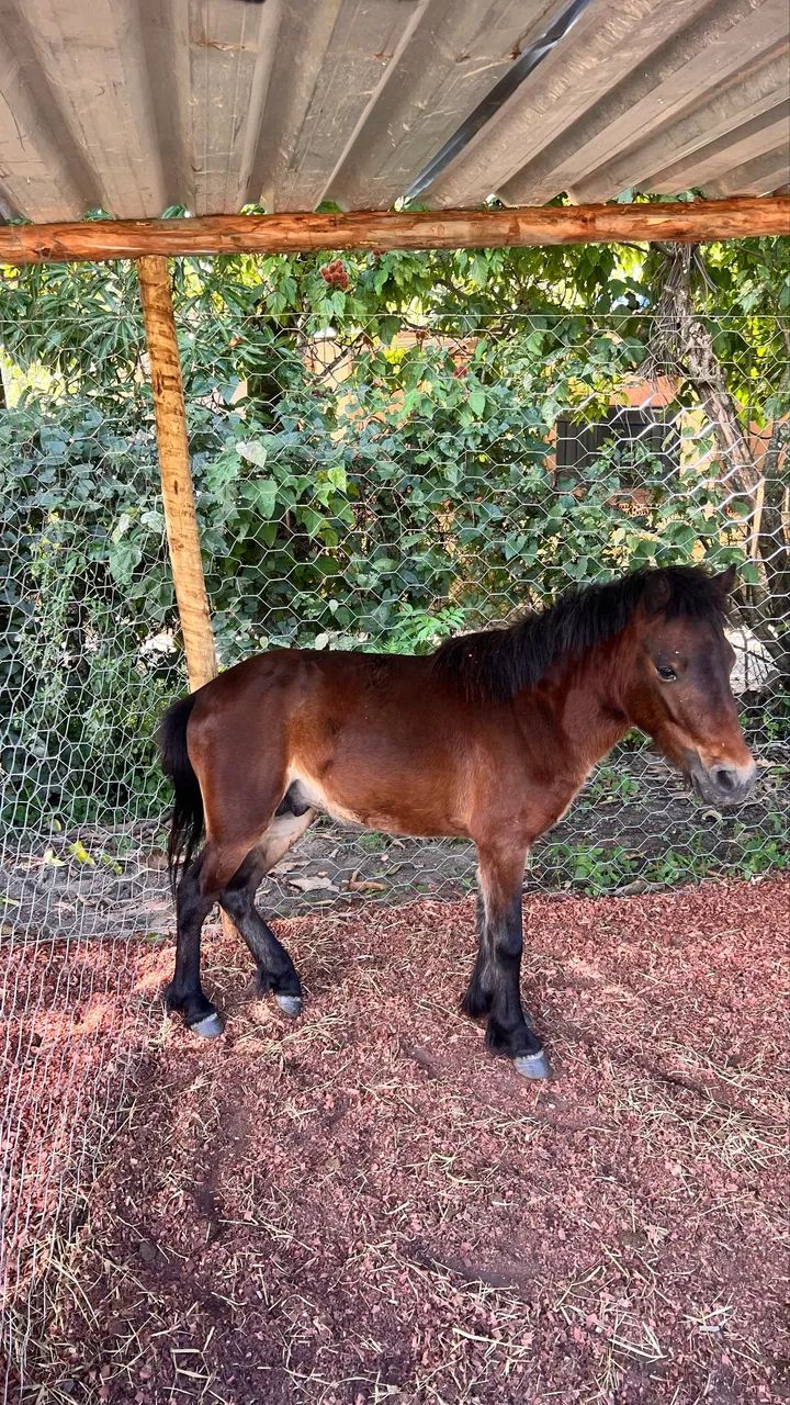 Pônei  - Foto 2