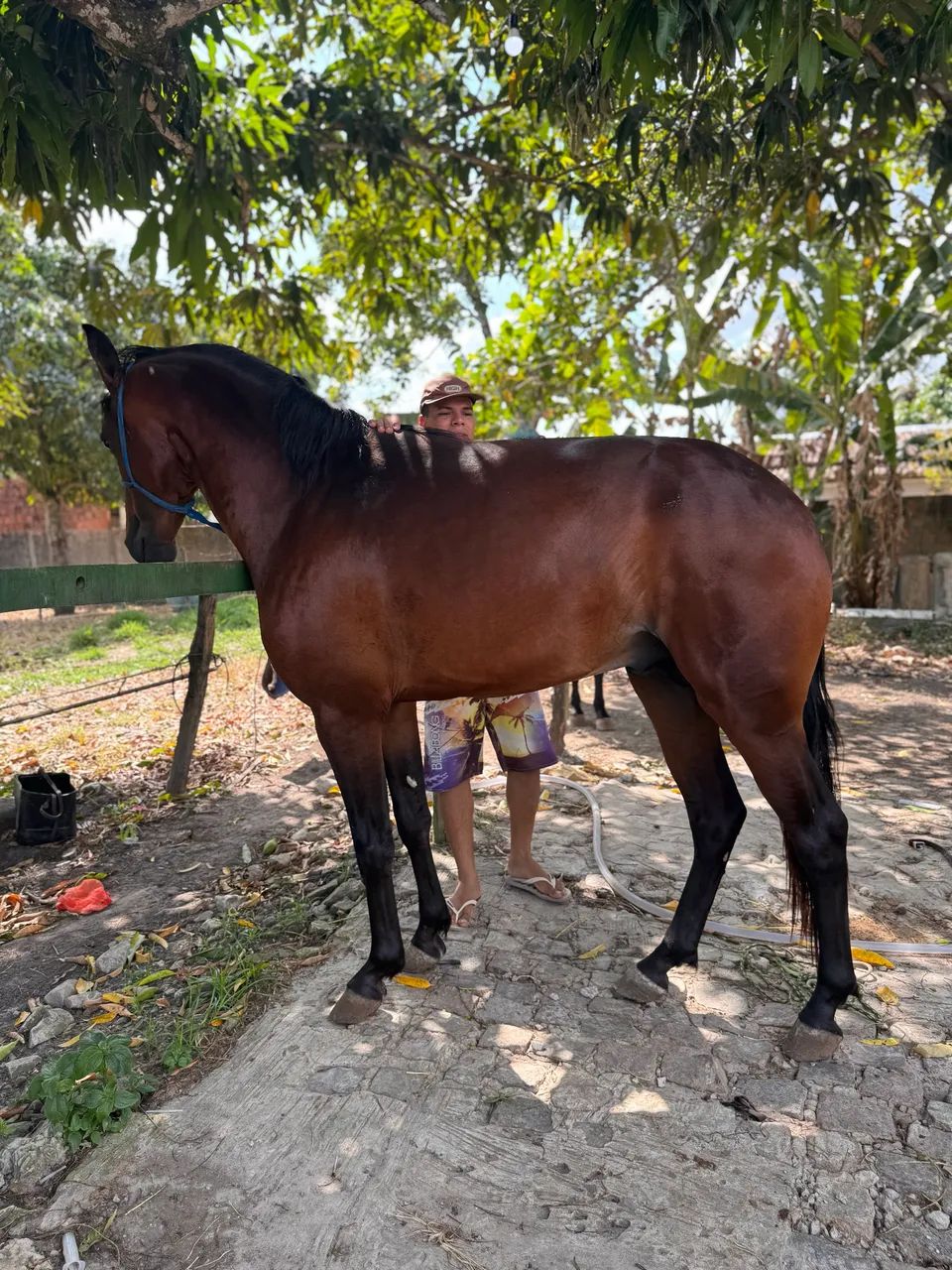 Cavalo Manga Larga  - Foto 6