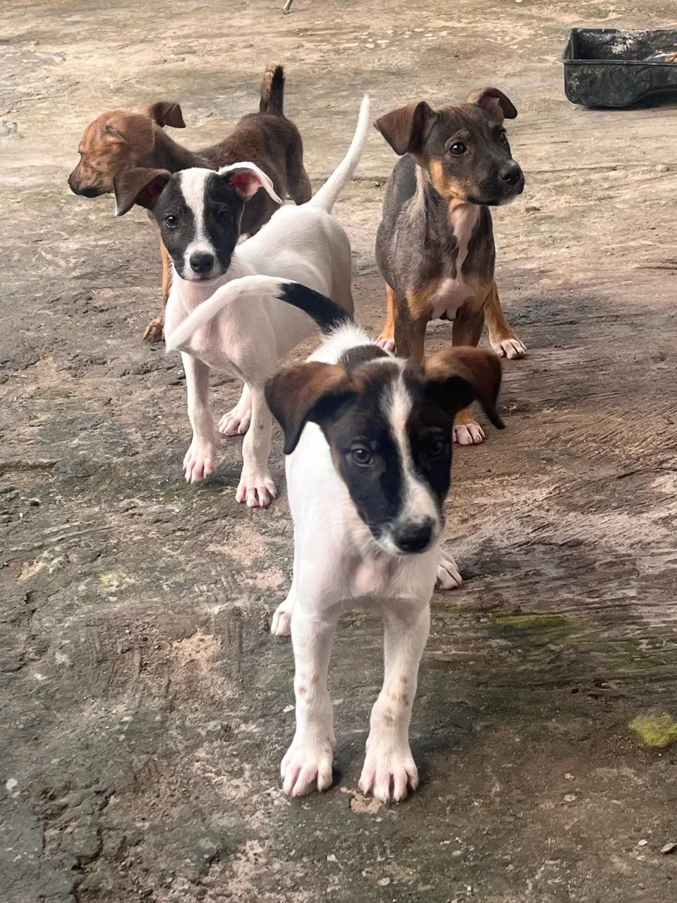 Doação  - Foto 3