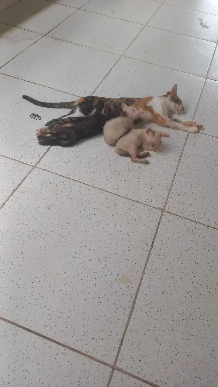 Doação - Foto 5