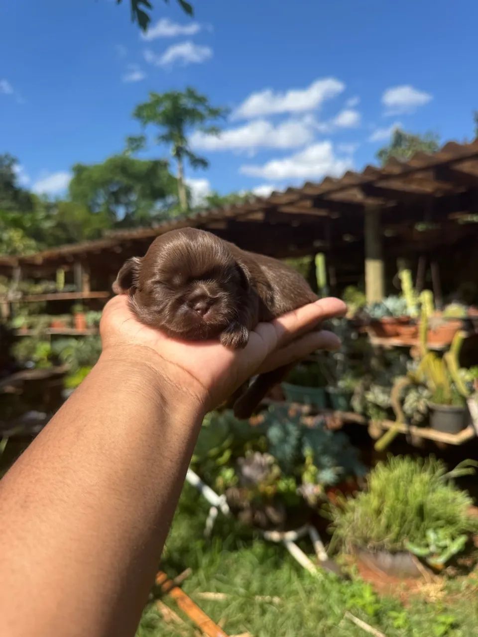 Casal de Shih Tzu micro  - Foto 3